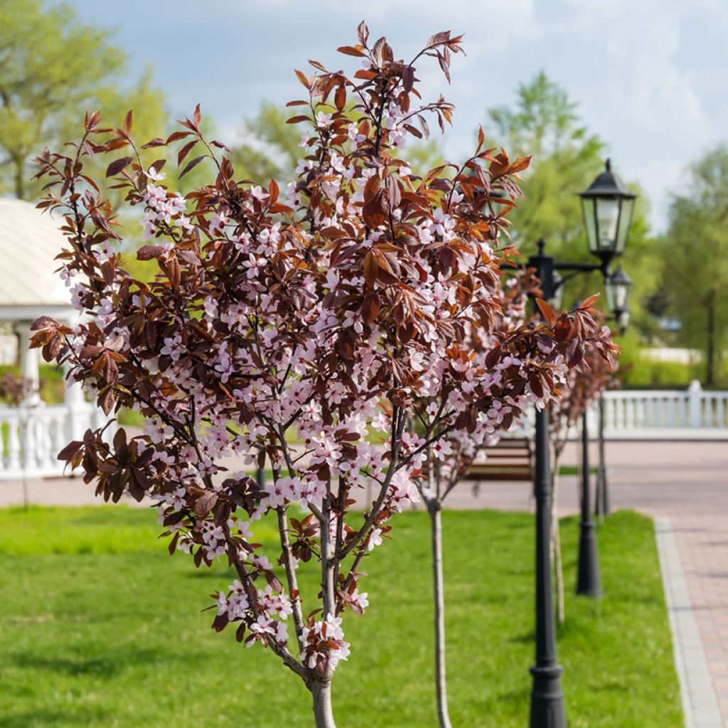 Kirsch-Pflaume Nigra - Prunus cerasifera