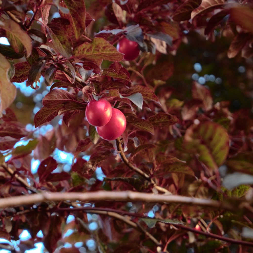 Kirsch-Pflaume Nigra - Prunus cerasifera