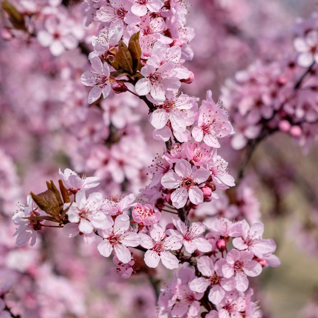 Kirsch-Pflaume Nigra - Prunus cerasifera