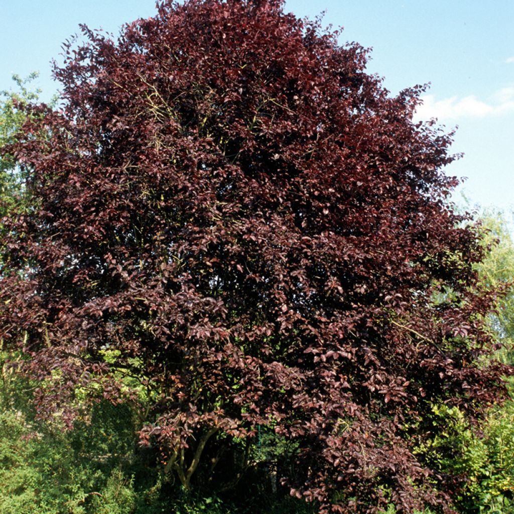 Kirsch-Pflaume Nigra - Prunus cerasifera