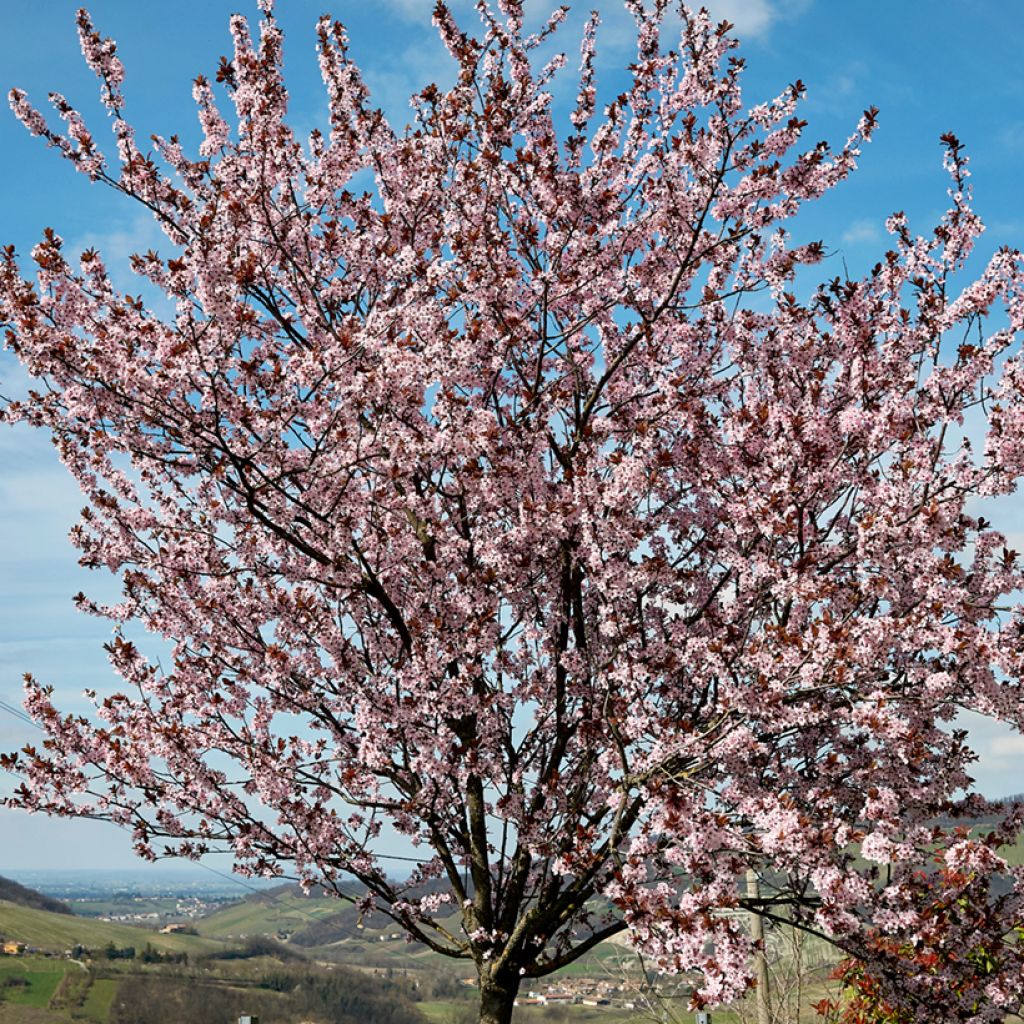 Kirsch-Pflaume Nigra - Prunus cerasifera