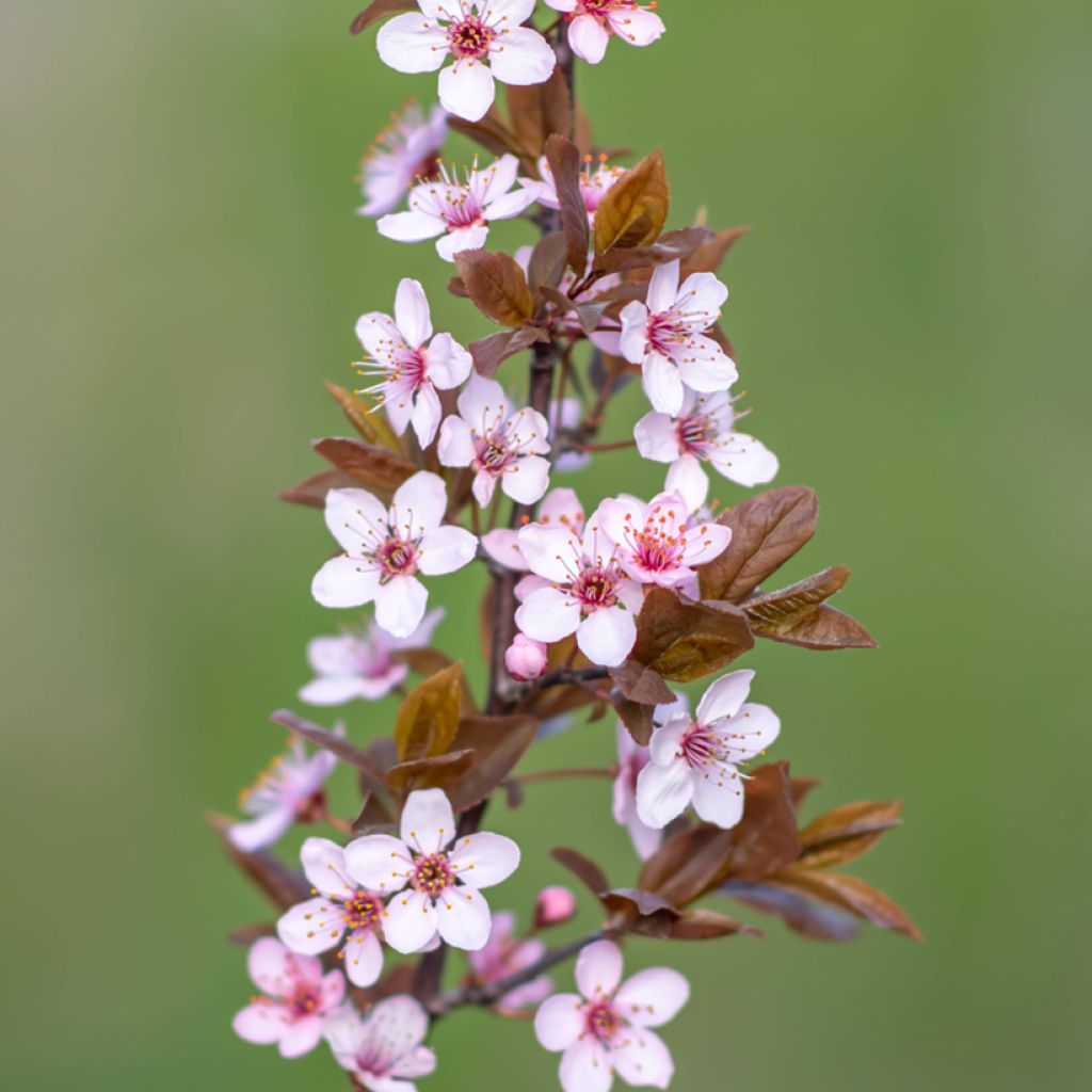 Kirsch-Pflaume Nigra - Prunus cerasifera