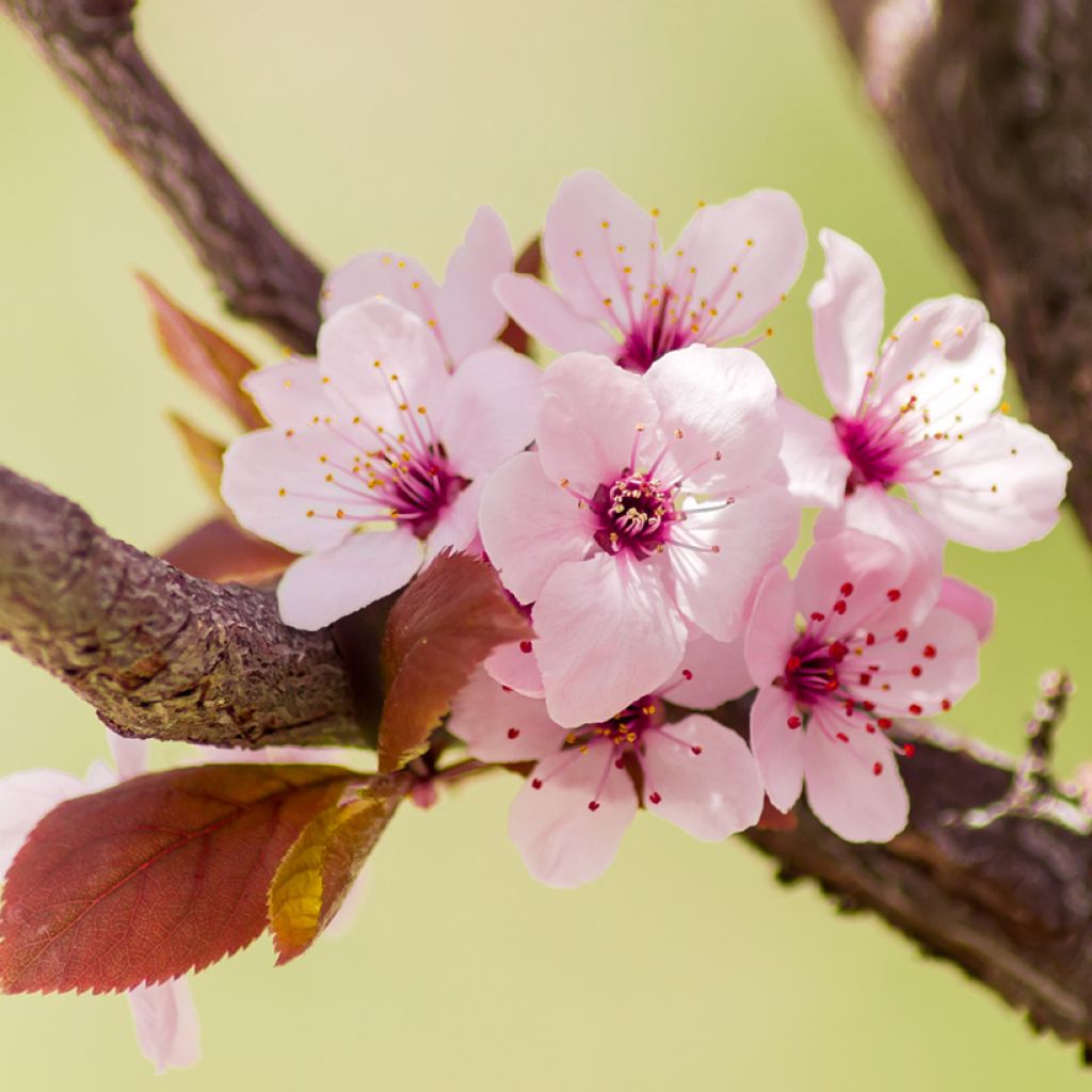 Kirsch-Pflaume Nigra - Prunus cerasifera