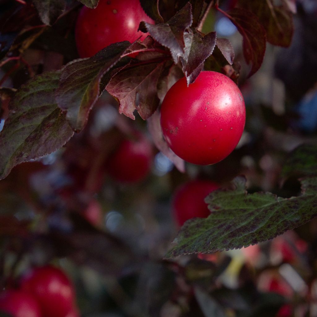 Kirsch-Pflaume Nigra - Prunus cerasifera