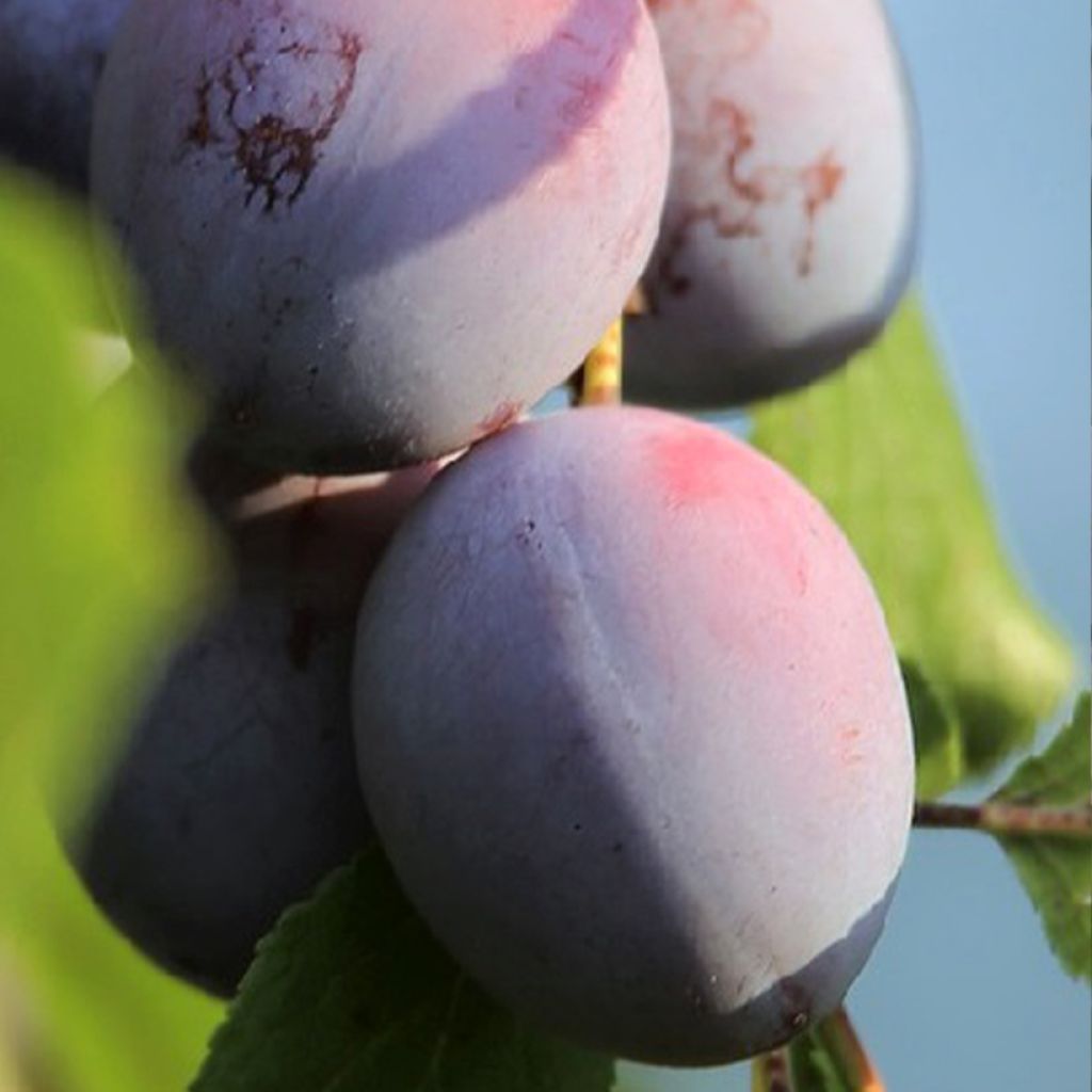 Pflaume Hanna - Prunus domestica