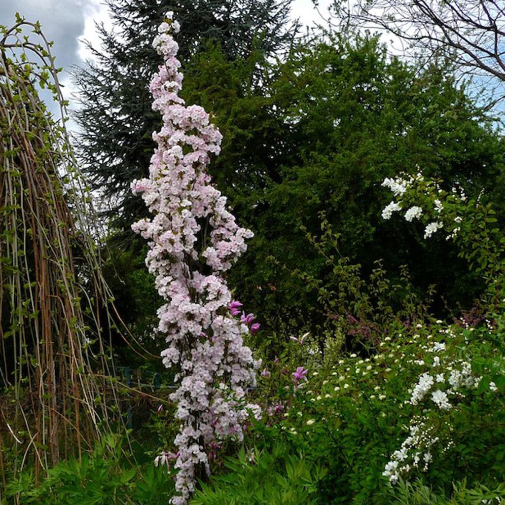 Prunus serrulata Amanogawa - Cerisier du Japon