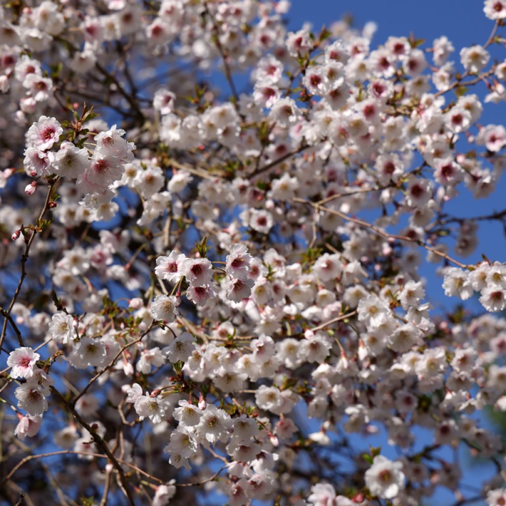 Zierkirsche Hally Jolivette - Prunus x subhirtella