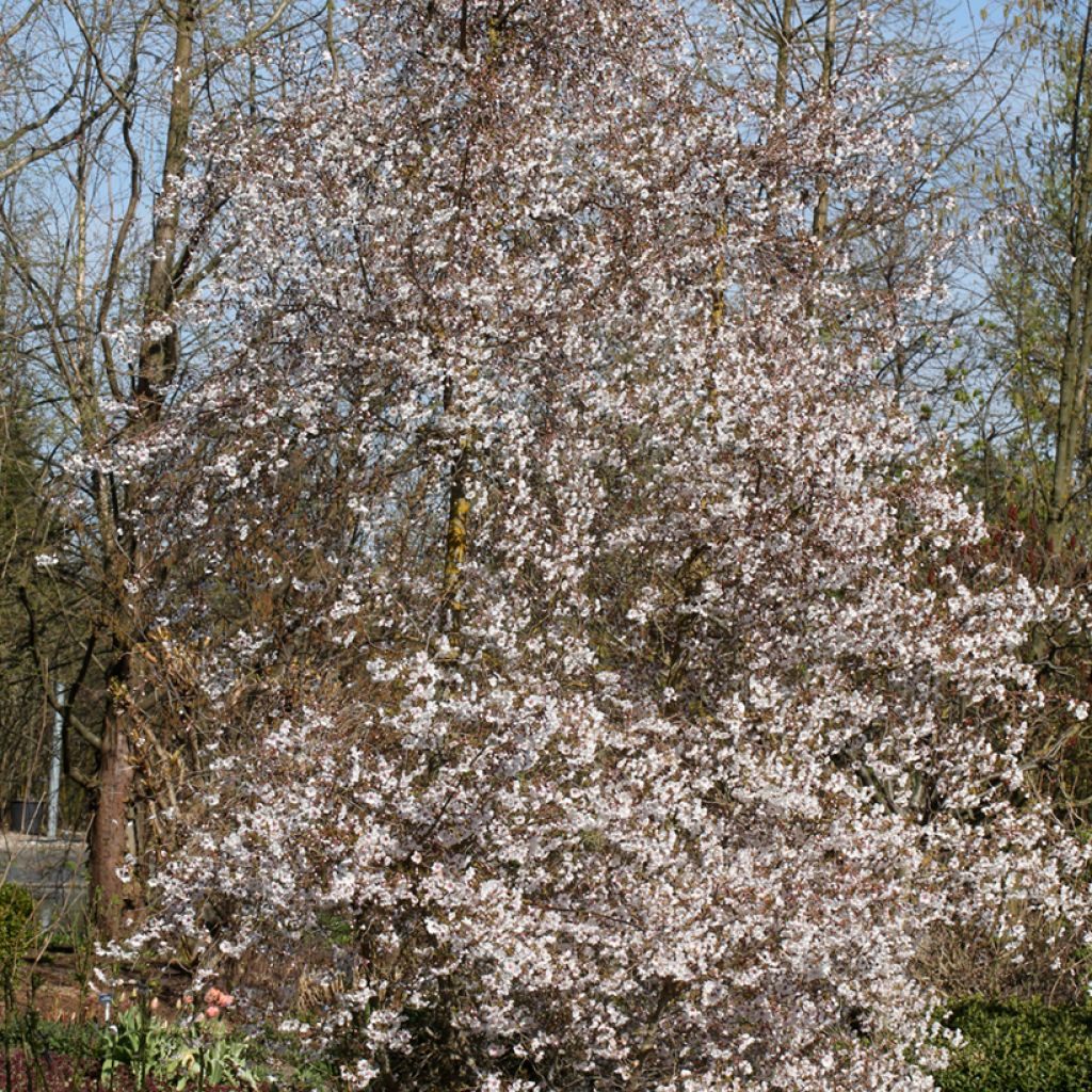 Zierkirsche Hally Jolivette - Prunus x subhirtella