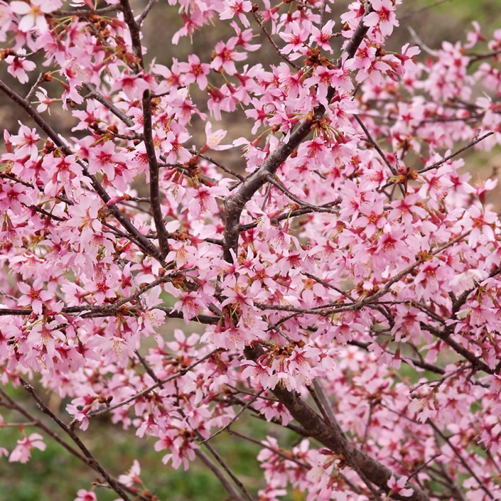 Zierkirsche Okame - Prunus