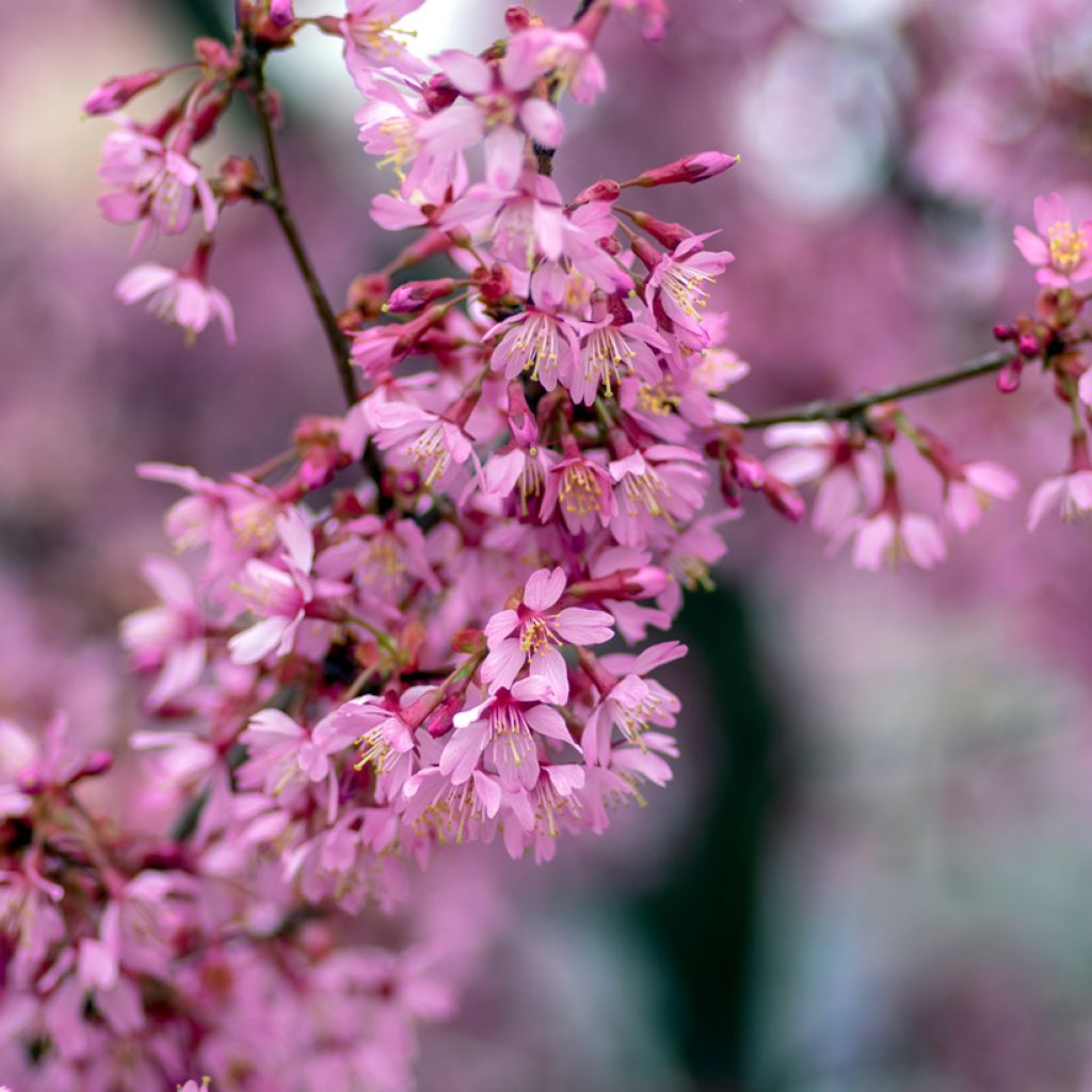 Zierkirsche Okame - Prunus