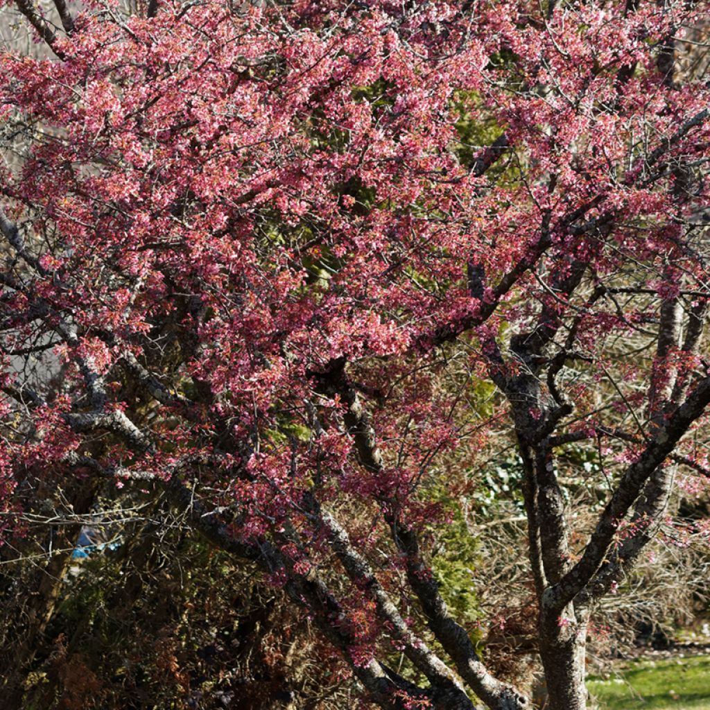 Zierkirsche Okame - Prunus