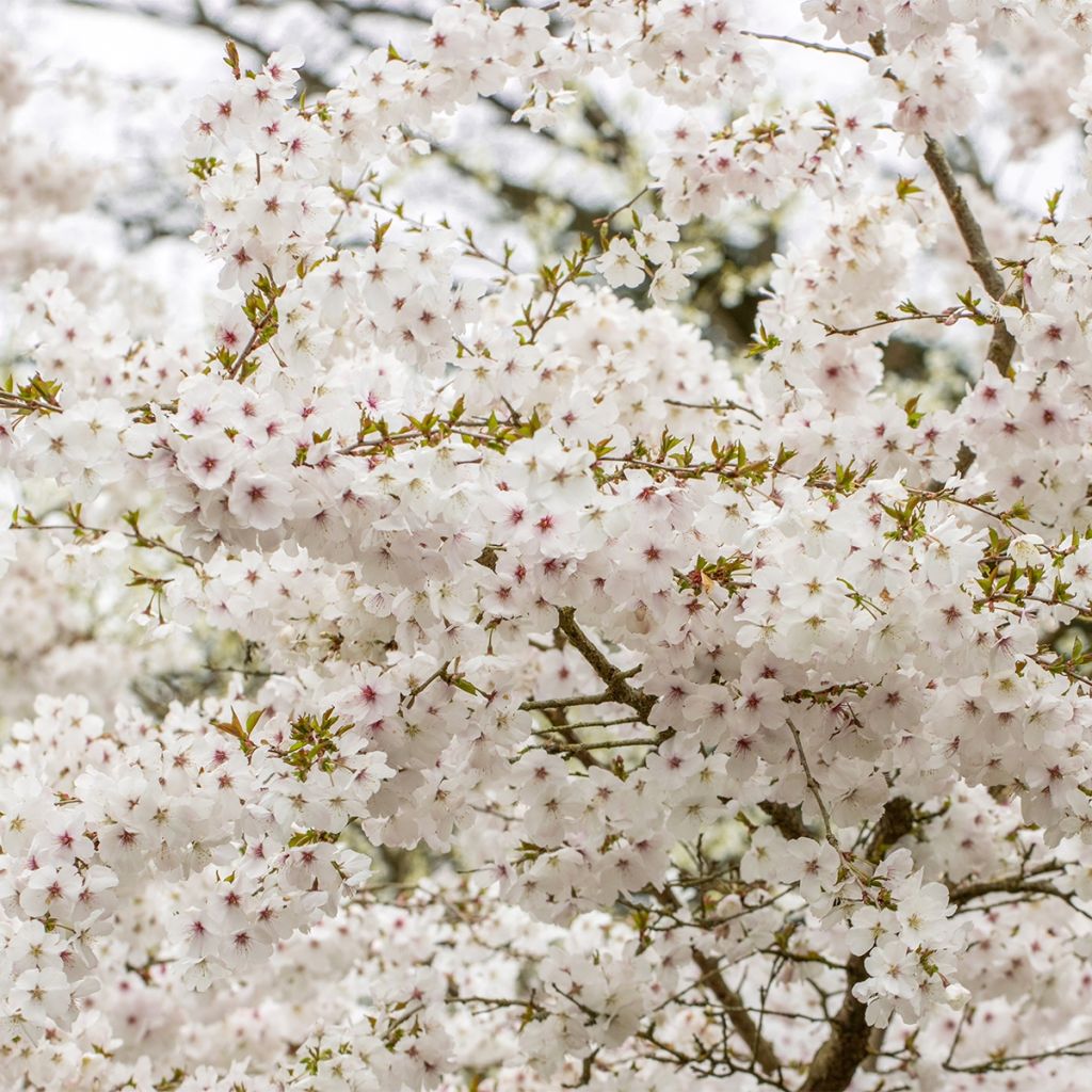 Zierkirsche The Bride - Prunus