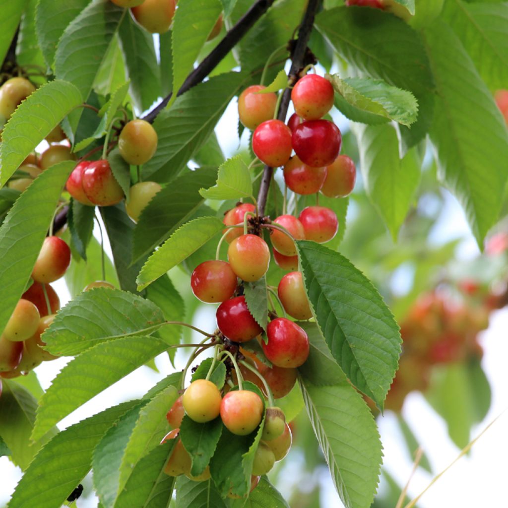 Süßkirsche Kunzego (Kunzes Kirche) - Prunus avium