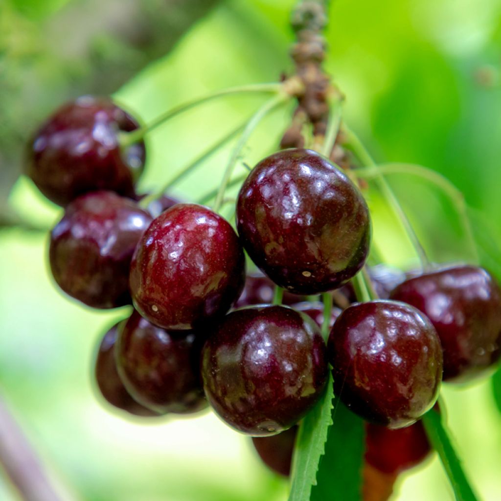 Süßkirsche Kordia - Prunus avium