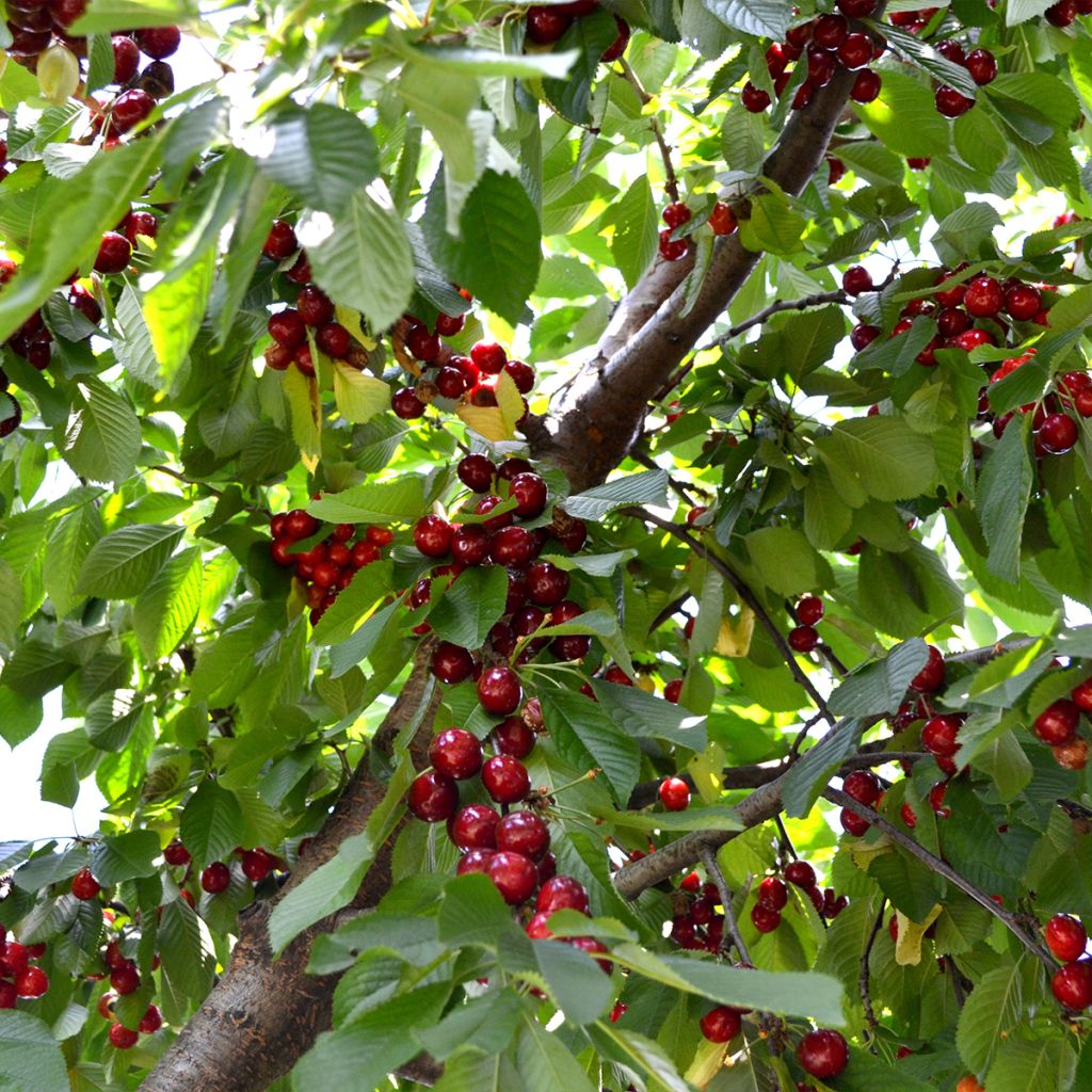 Süßkirsche Schneiders Späte Knorpelkirsche - Prunus avium