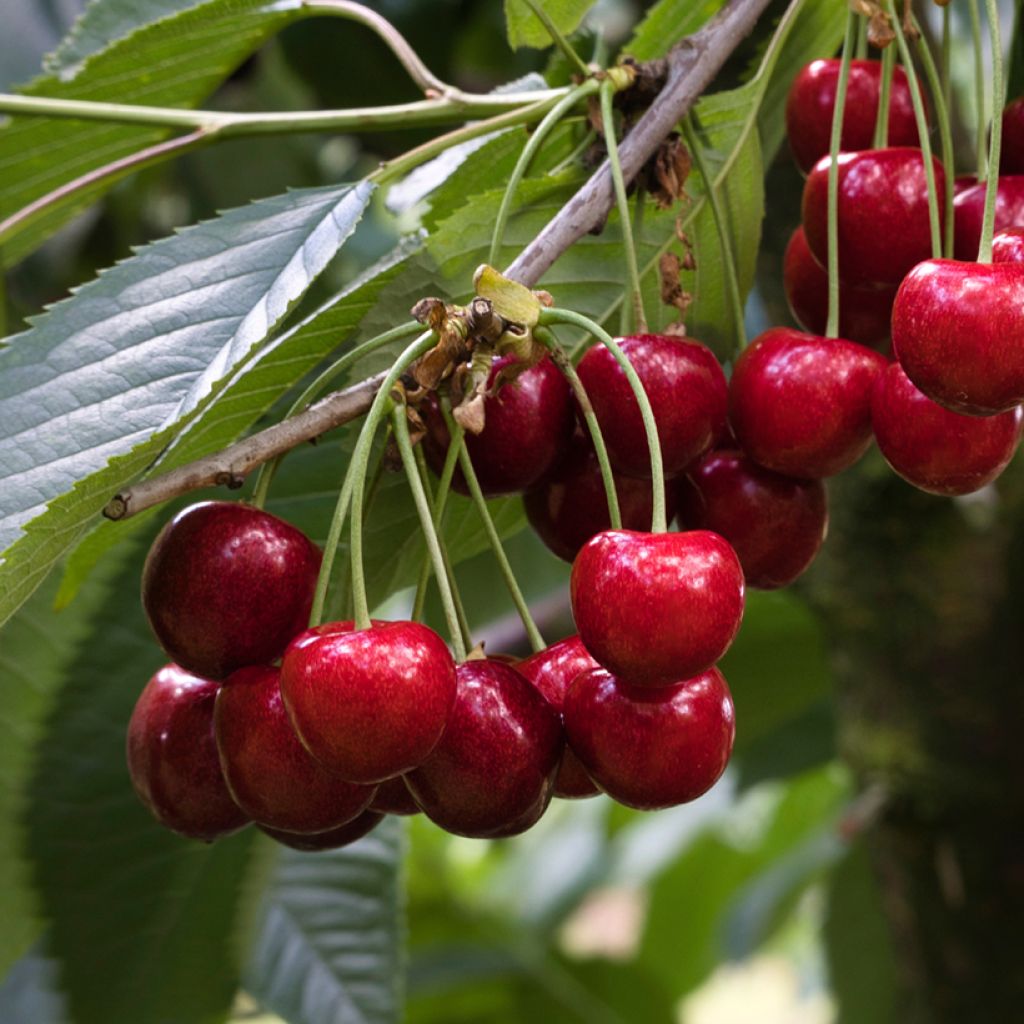 Süßkirsche Staccato - Prunus avium