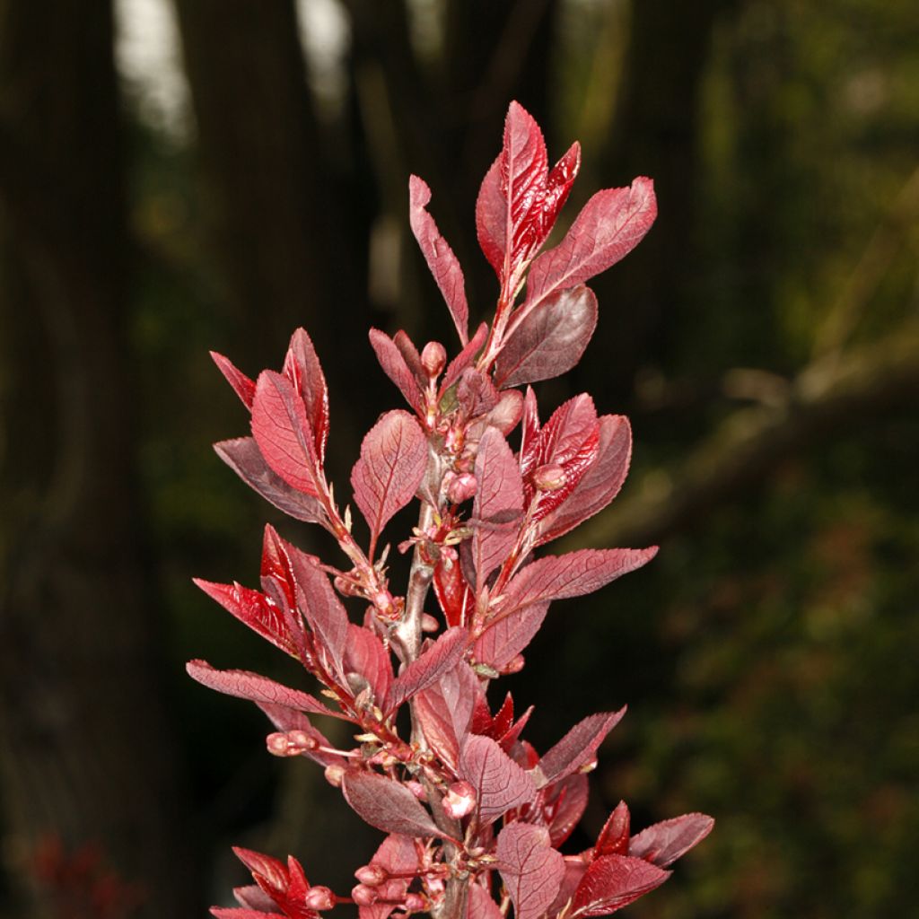 Kirsch-Pflaume Hollywood - Prunus cerasifera