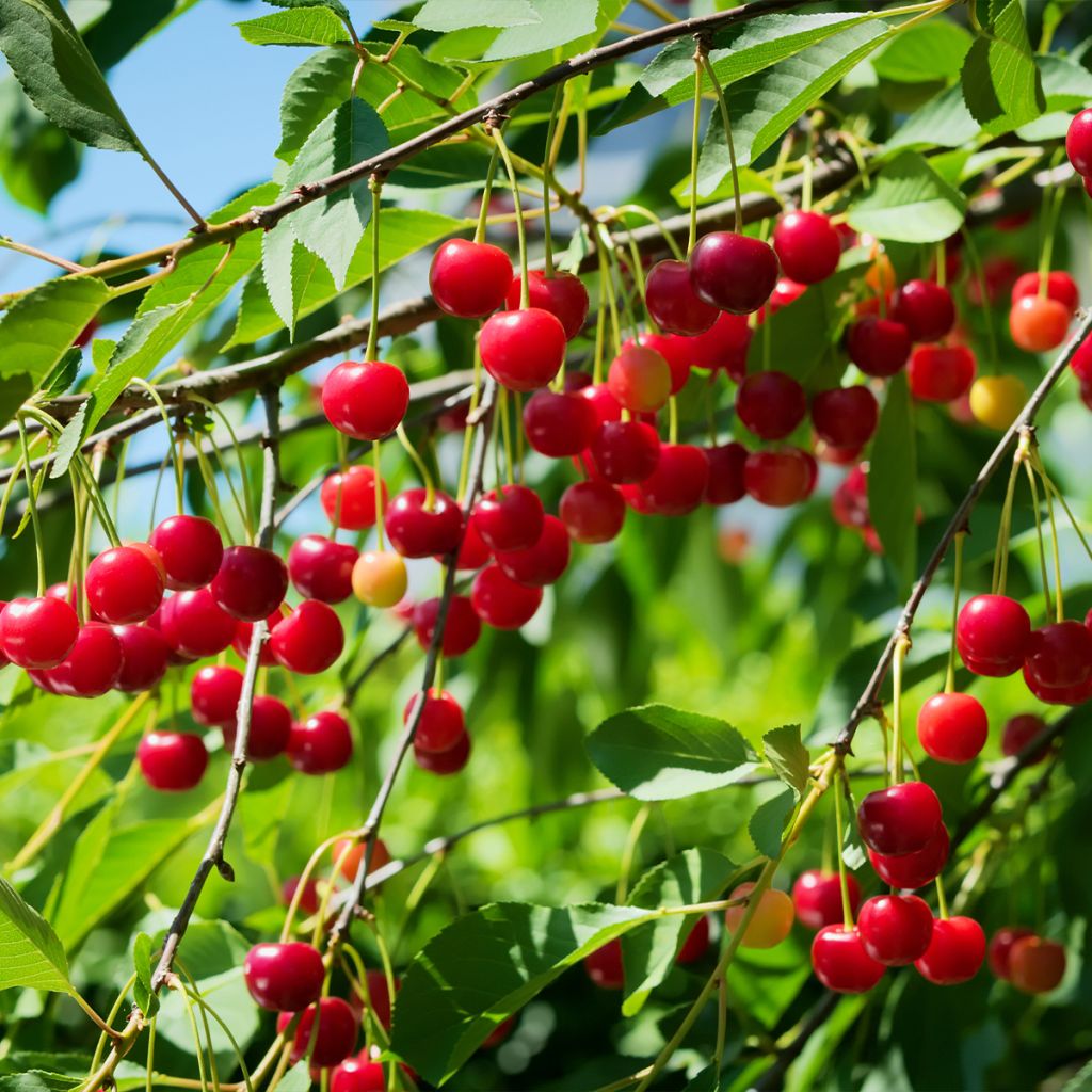 Cerisier Allegria Delbard - Prunus cerasus 