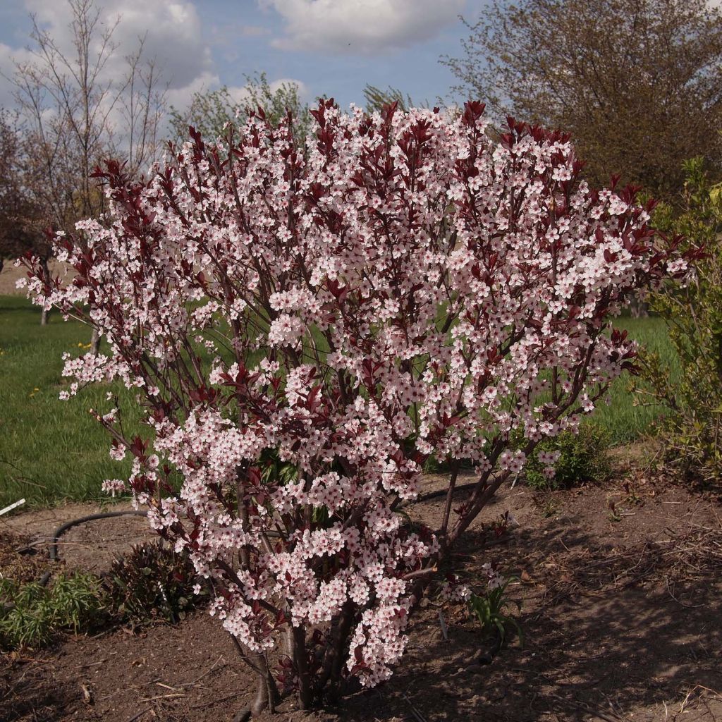 Zwerg-Blutpflaume - Prunus cistena