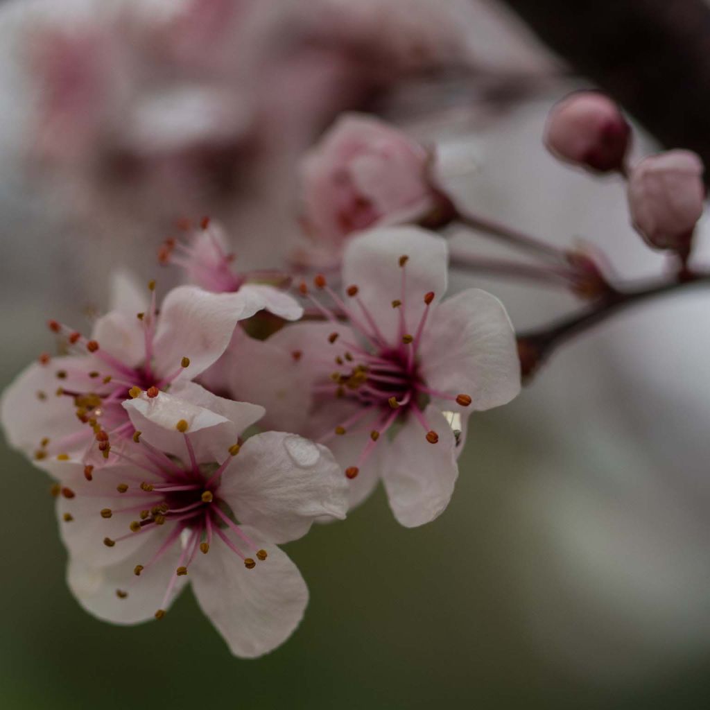 Prunus cistena - Prunier des sables