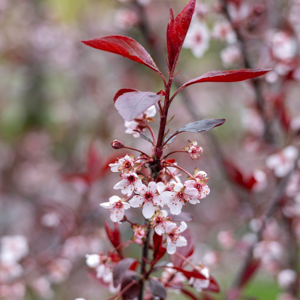 Zwerg-Blutpflaume - Prunus cistena