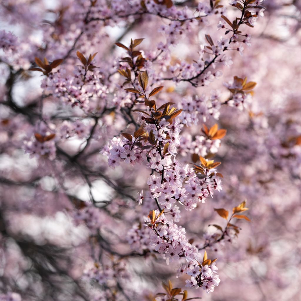 Zwerg-Blutpflaume - Prunus cistena