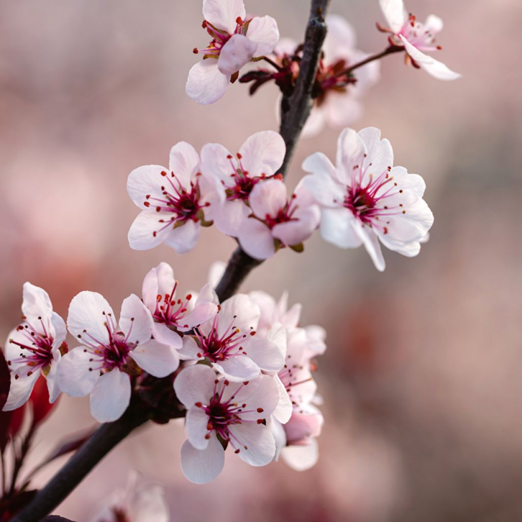 Zwerg-Blutpflaume - Prunus cistena