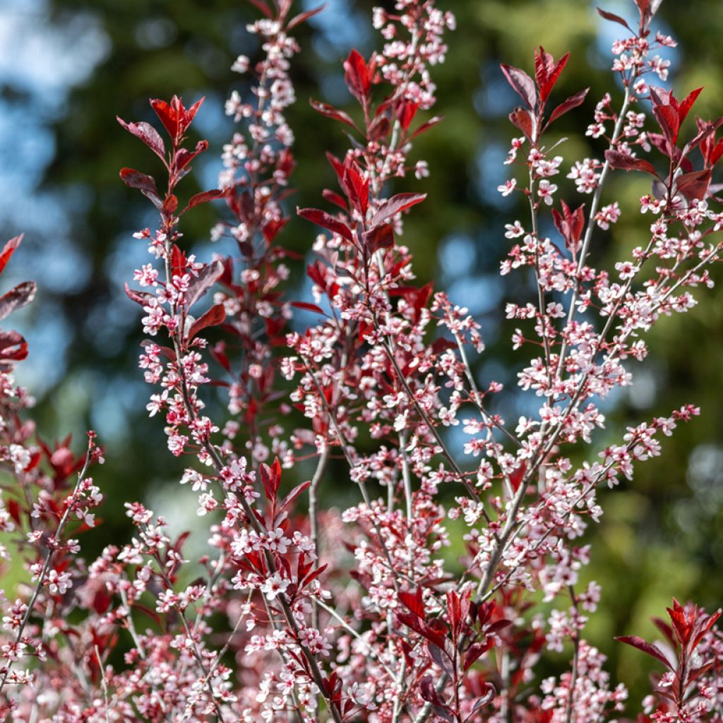 Zwerg-Blutpflaume - Prunus cistena