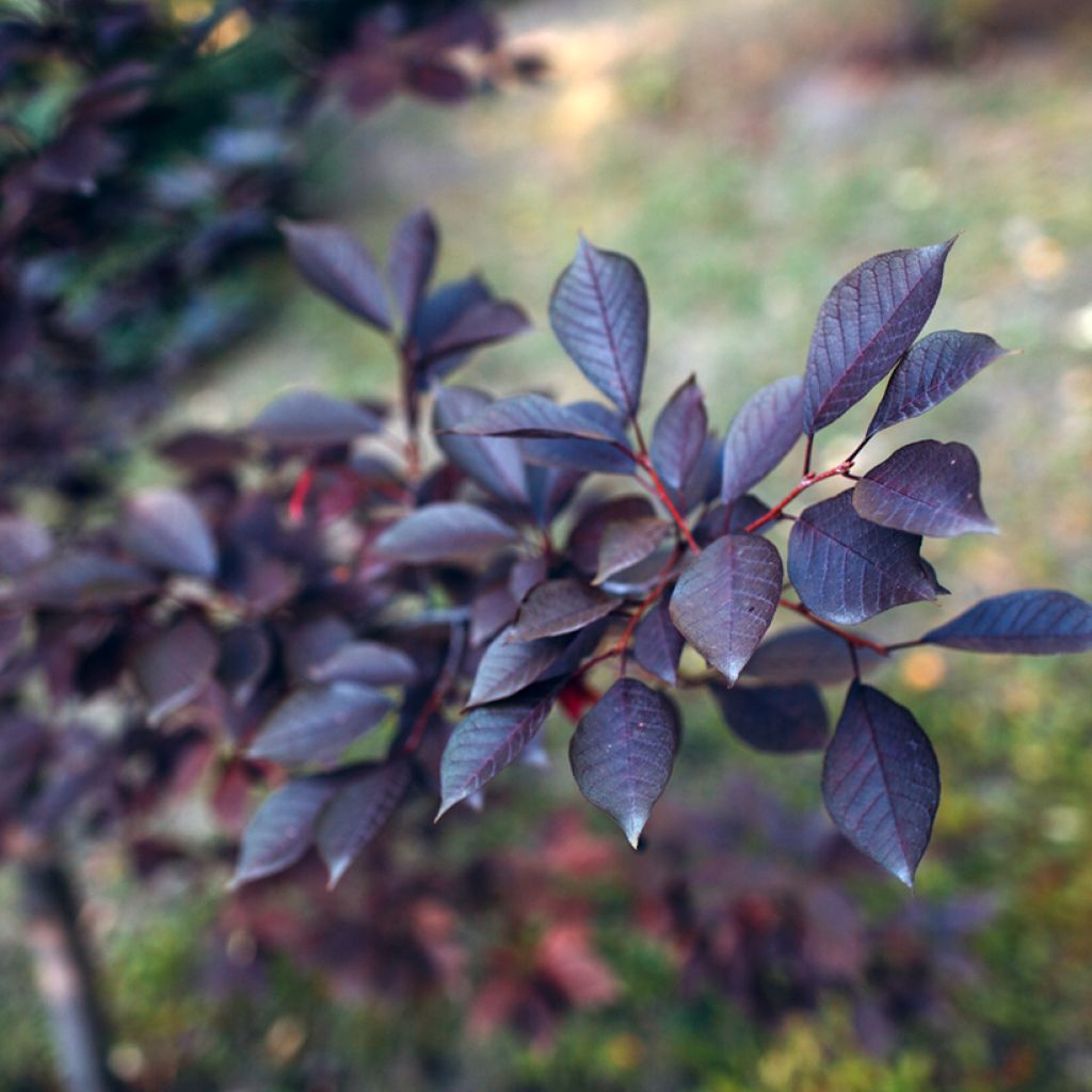 Zwerg-Blutpflaume - Prunus cistena