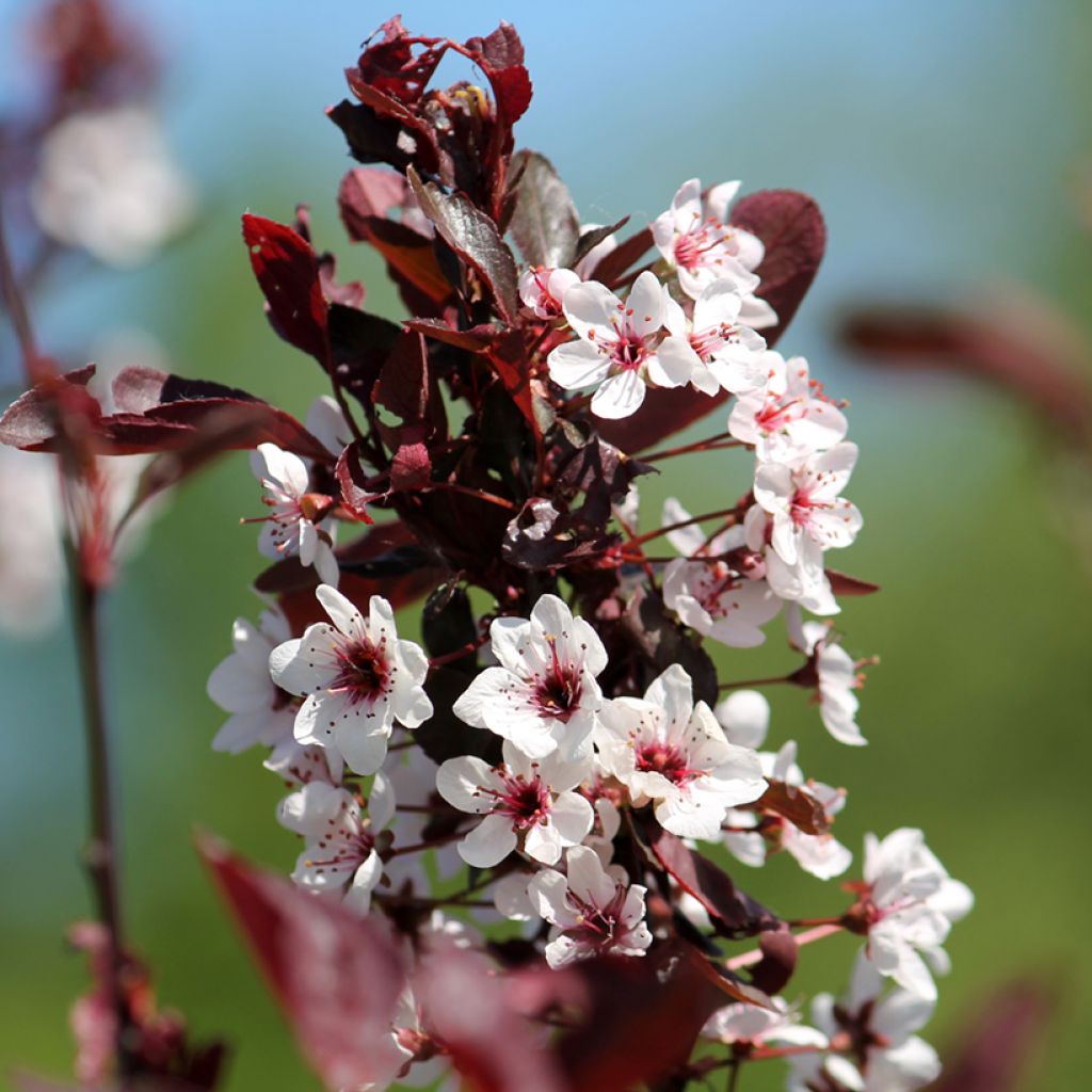 Zwerg-Blutpflaume - Prunus cistena