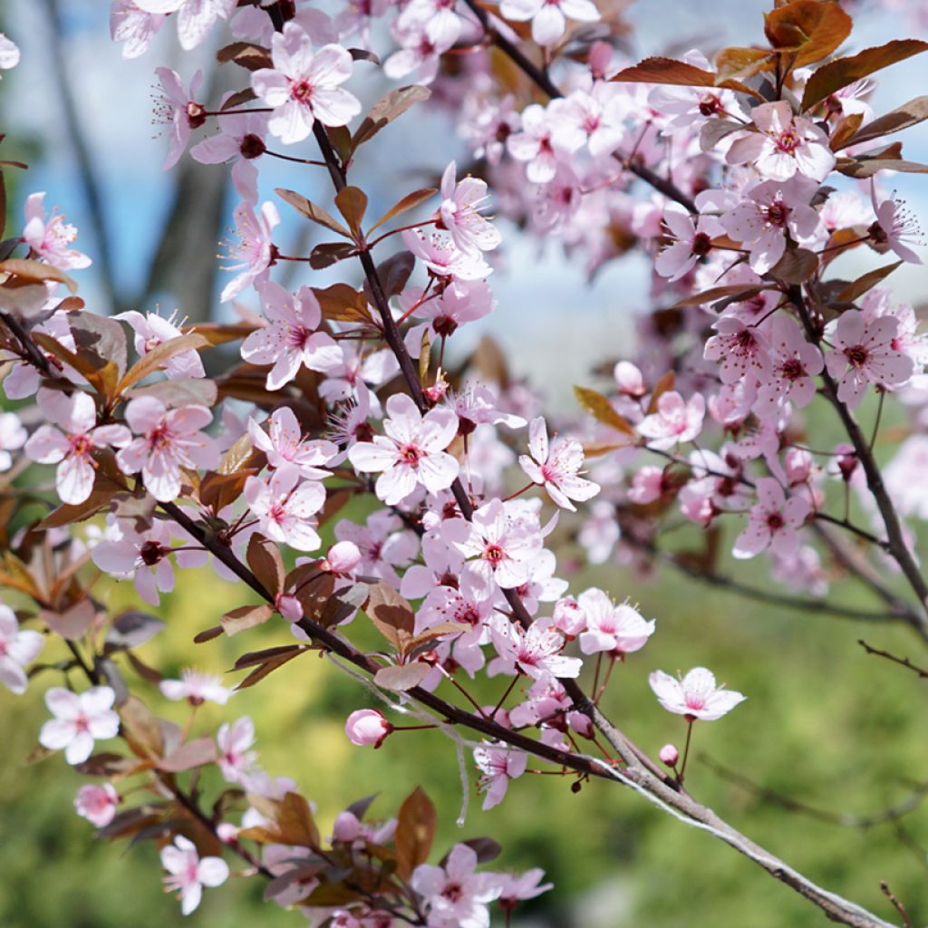 Zwerg-Blutpflaume - Prunus cistena