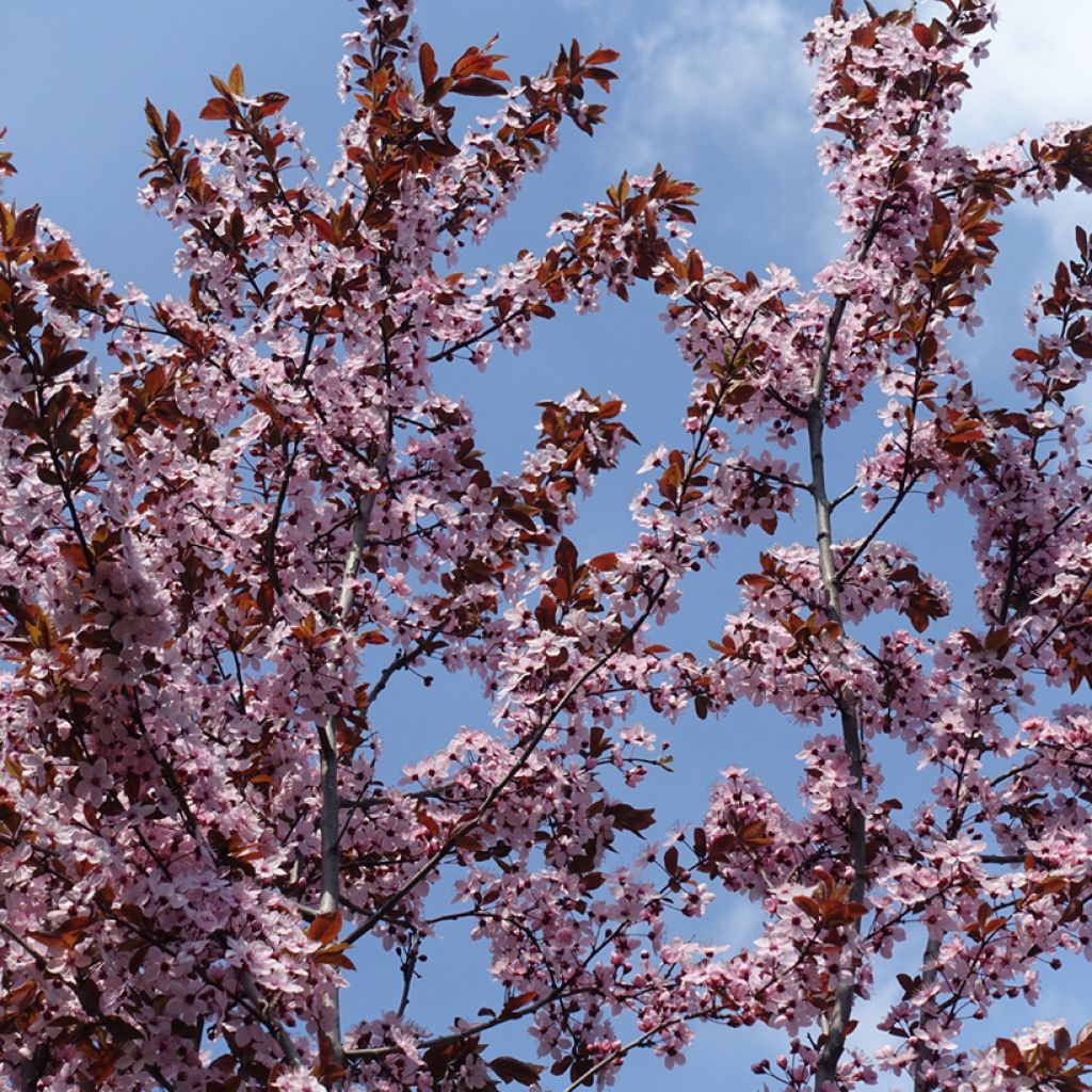 Zwerg-Blutpflaume - Prunus cistena