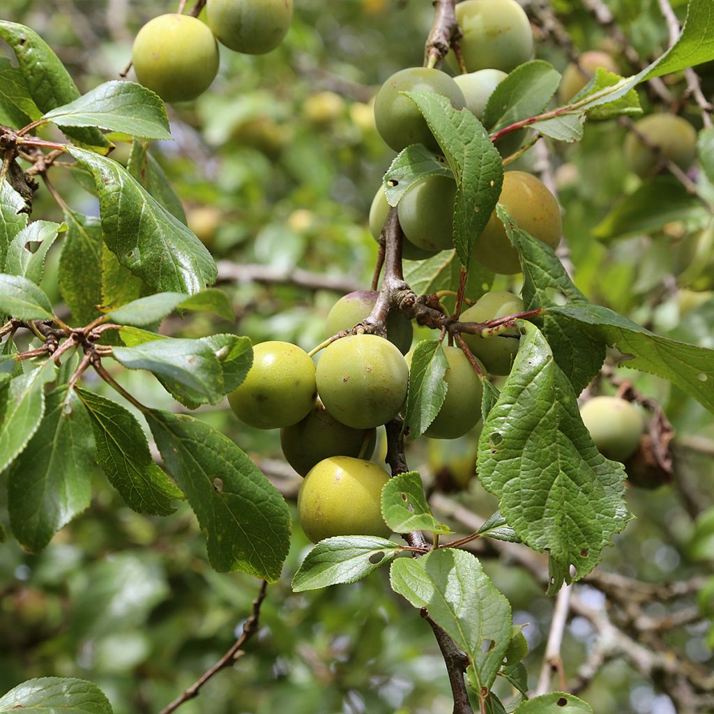 Pflaume Moissac Reneklode - Prunus domestica