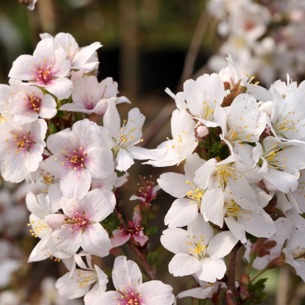 Fuji-Kirsche Arboretum Kórnik - Prunus incisa