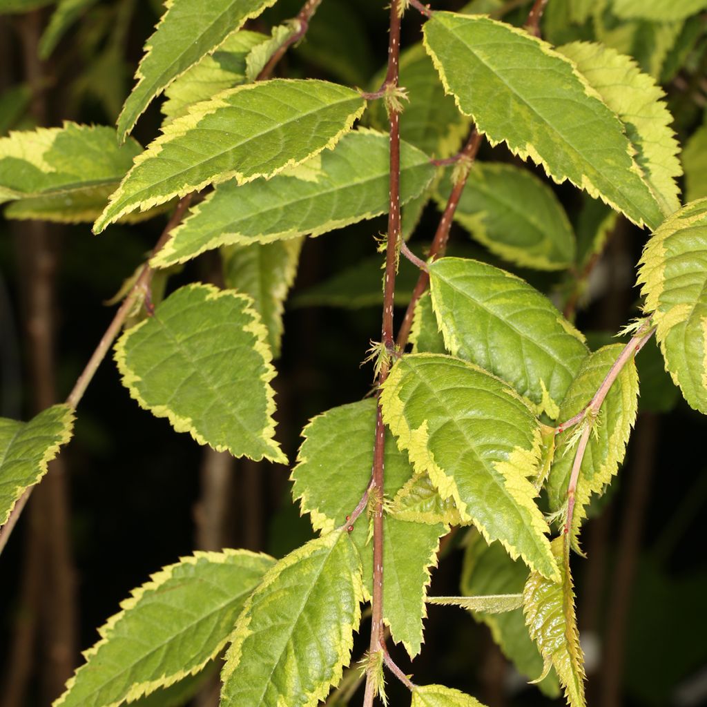 Fuji-Kirsche Frilly Frock - Prunus incisa