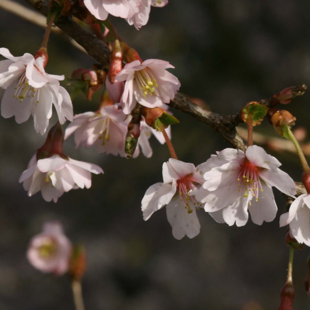 Cerisier à fleurs du Japon nain - Prunus incisa Mikinori