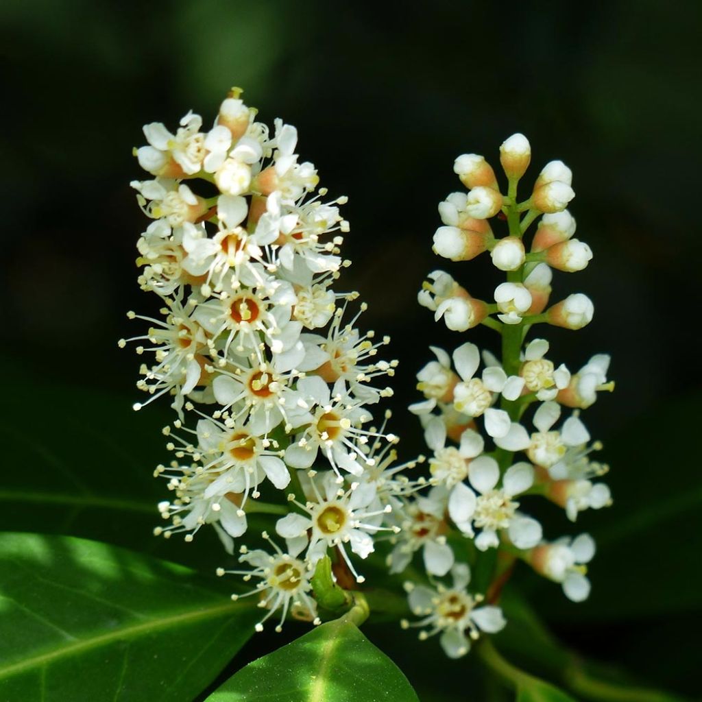 Laurier Cerise Fontanettes, Prunus laurocerasus Fontanettes, Laurière Fontanettes