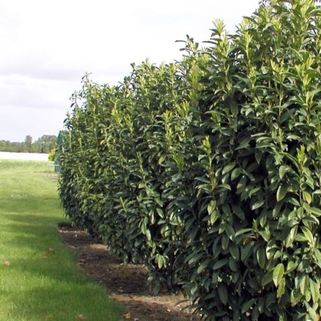 Laurier Cerise Genolia, Prunus laurocerasus Genolia, Laurière Genolia