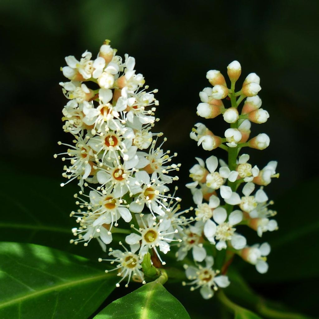 Laurier Cerise - Prunus laurocerasus Mano