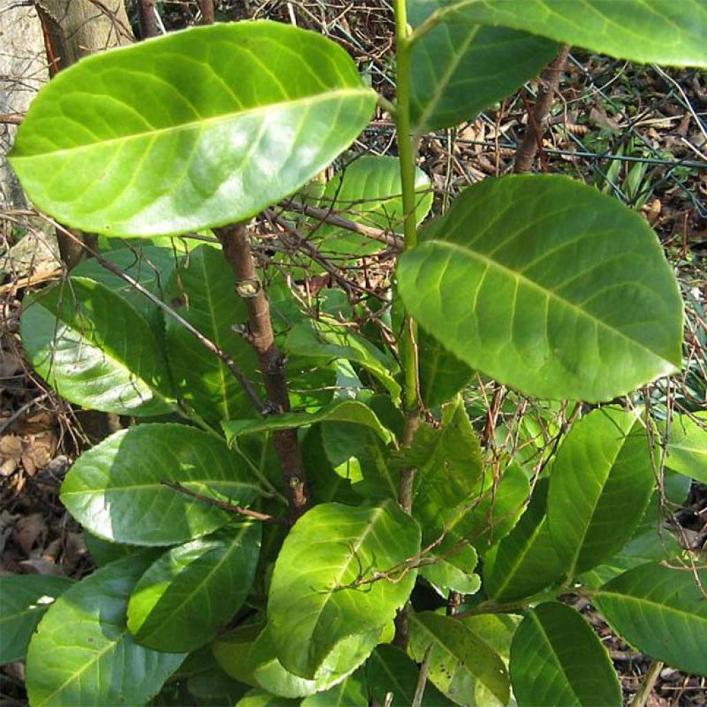 Kirschlorbeer Rotundifolia - Prunus laurocerasus