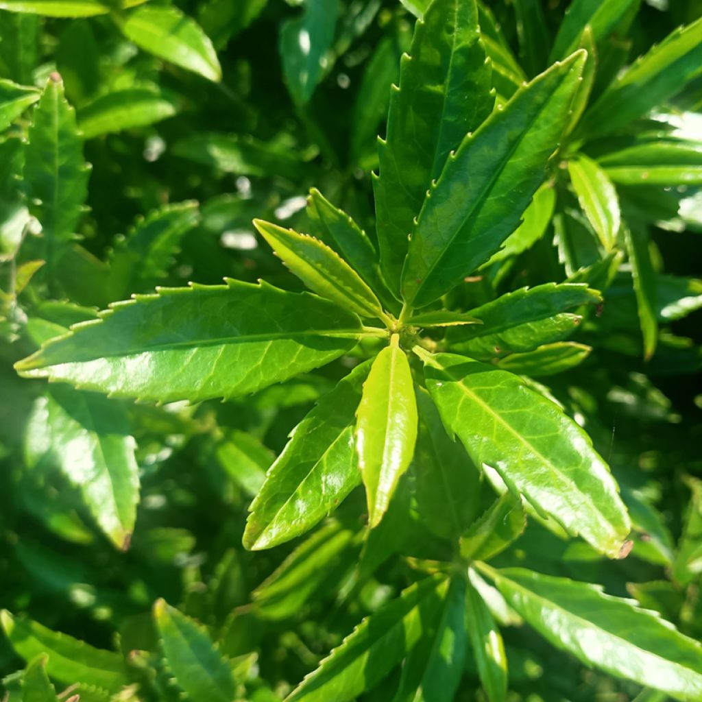 Laurier cerise - Prunus laurocerasus Sofia