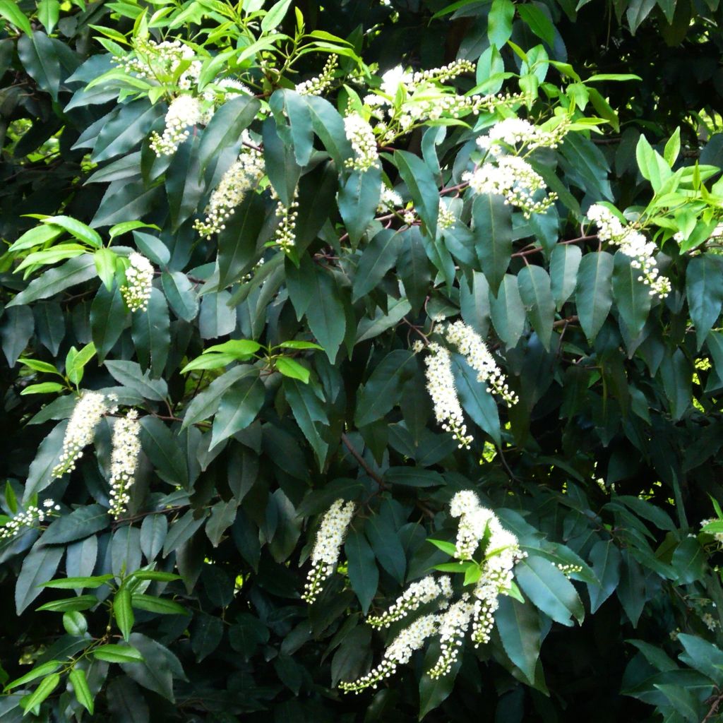 Portugiesische Lorbeerkirsche - Prunus lusitanica