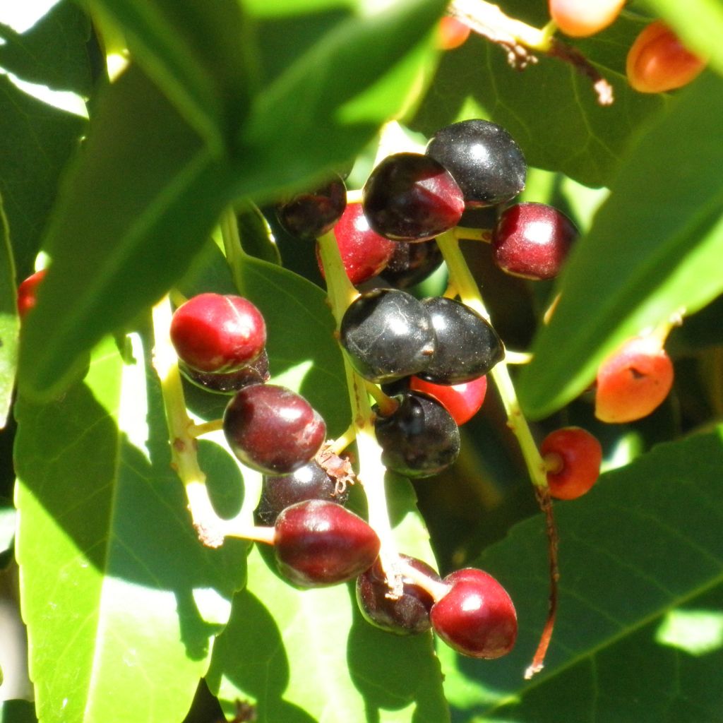 Laurier du Portugal - Prunus lusitanica