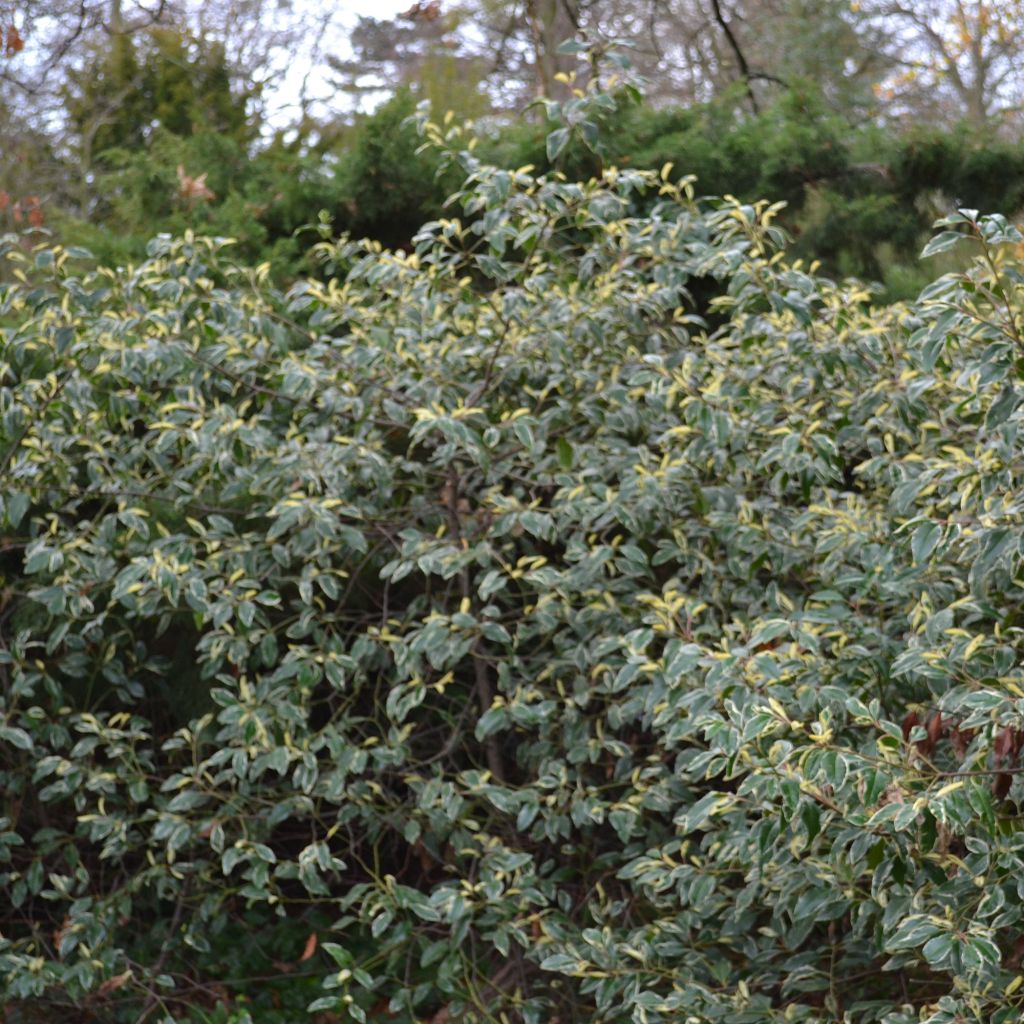 Portugiesische Lorbeerkirsche Variegata - Prunus lusitanica