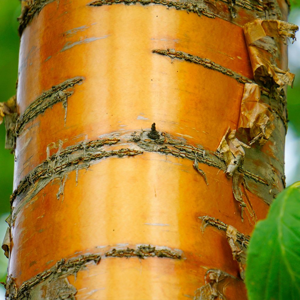 Mandschurische Kirsche Amber Beauty - Prunus maackii