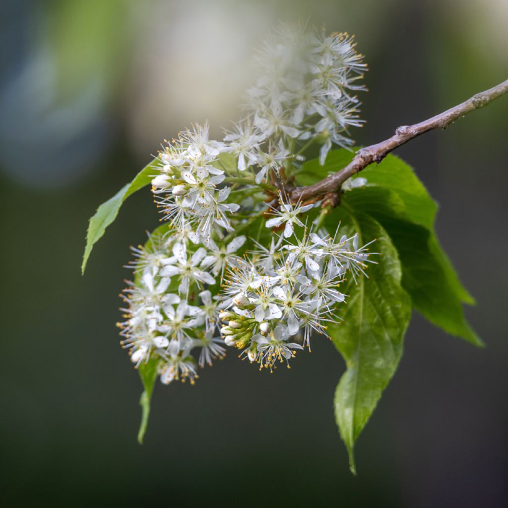 Mandschurische Kirsche Amber Beauty - Prunus maackii