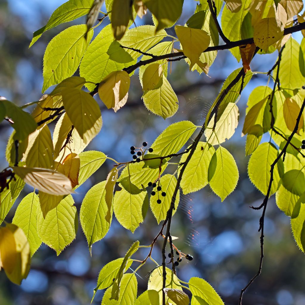 Mandschurische Kirsche Amber Beauty - Prunus maackii