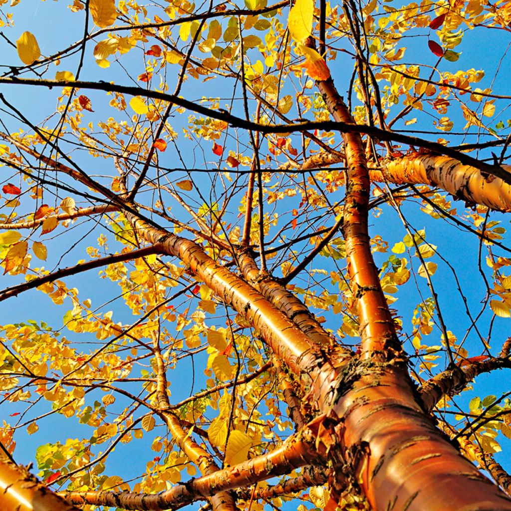 Mandschurische Kirsche Amber Beauty - Prunus maackii