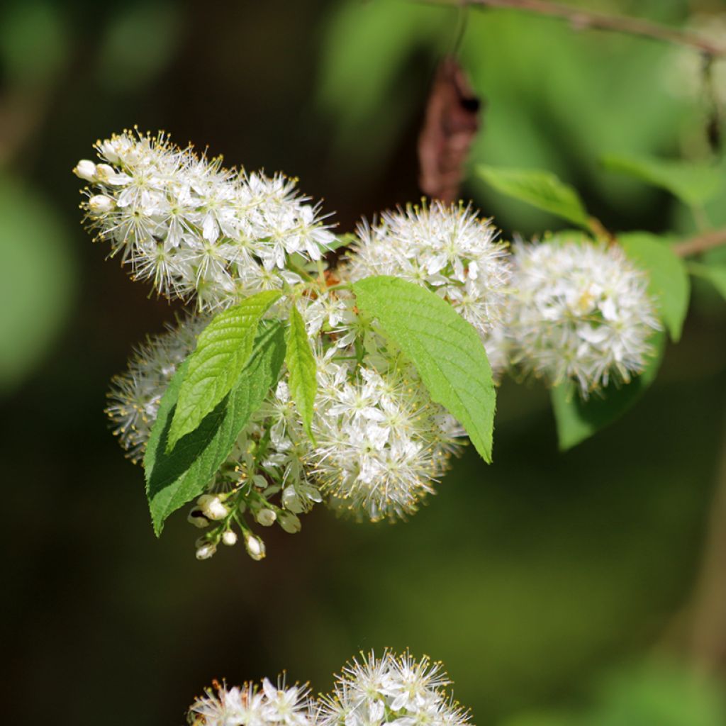 Mandschurische Kirsche Amber Beauty - Prunus maackii