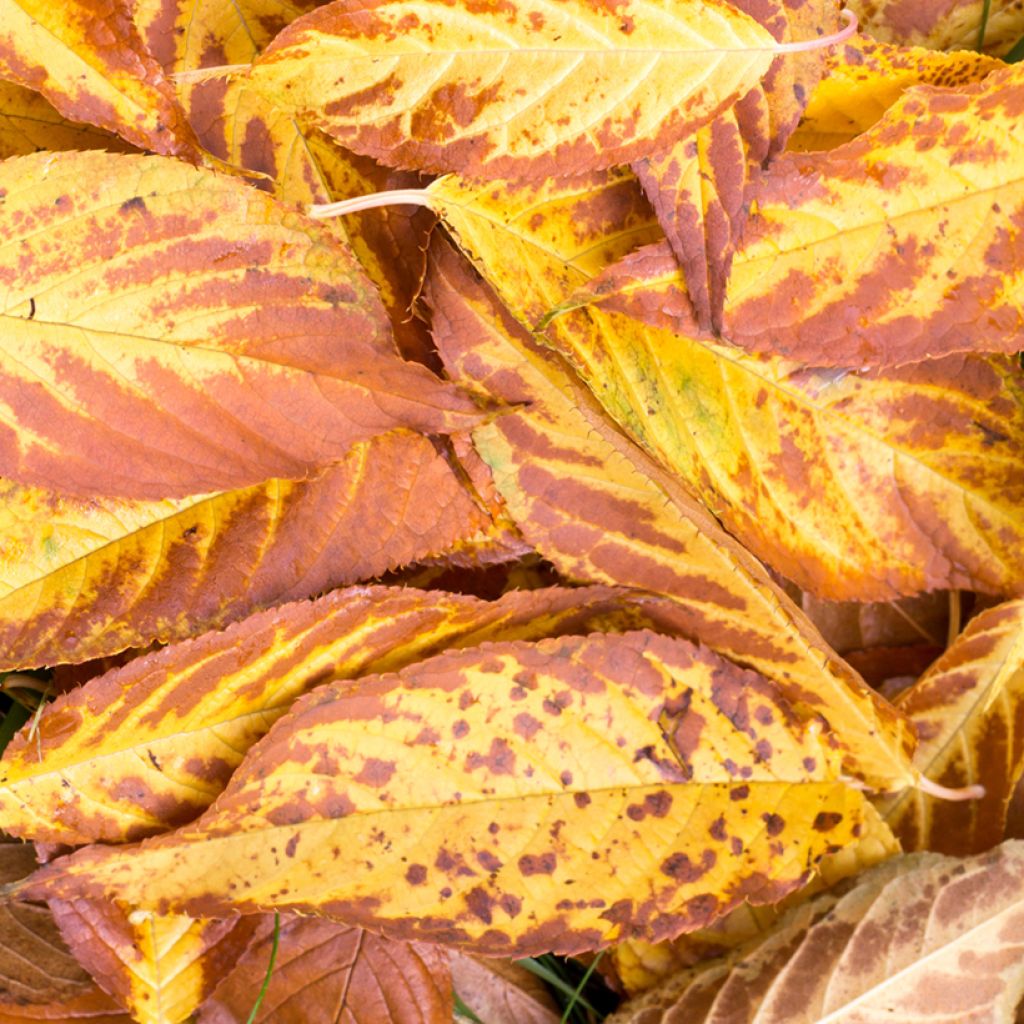 Mandschurische Kirsche Amber Beauty - Prunus maackii